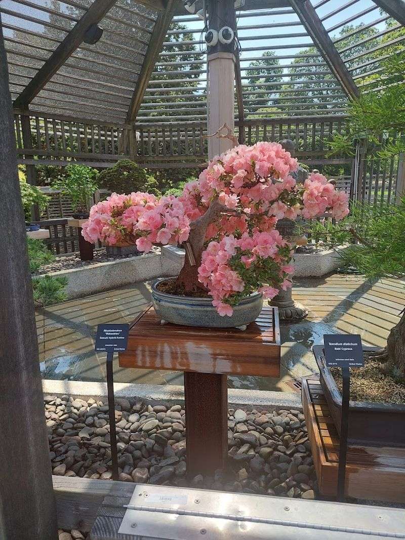 The Bonsai Collection: Centuries in a Small Container The Bonsai Collection: Centuries in a Small Container