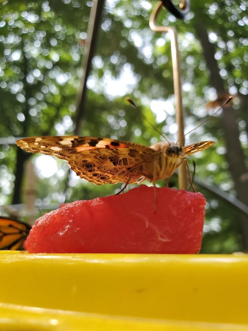 The Butterfly Feeding Event That Started the Buzz The Butterfly Feeding Event That Started the Buzz