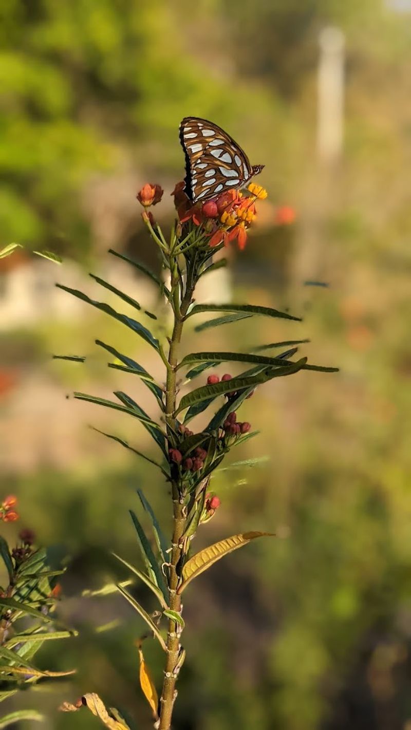The Butterfly Garden Worth Seeking Out