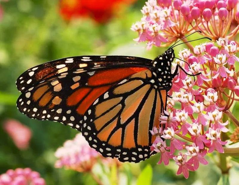 The Butterfly Habitat The Butterfly Habitat