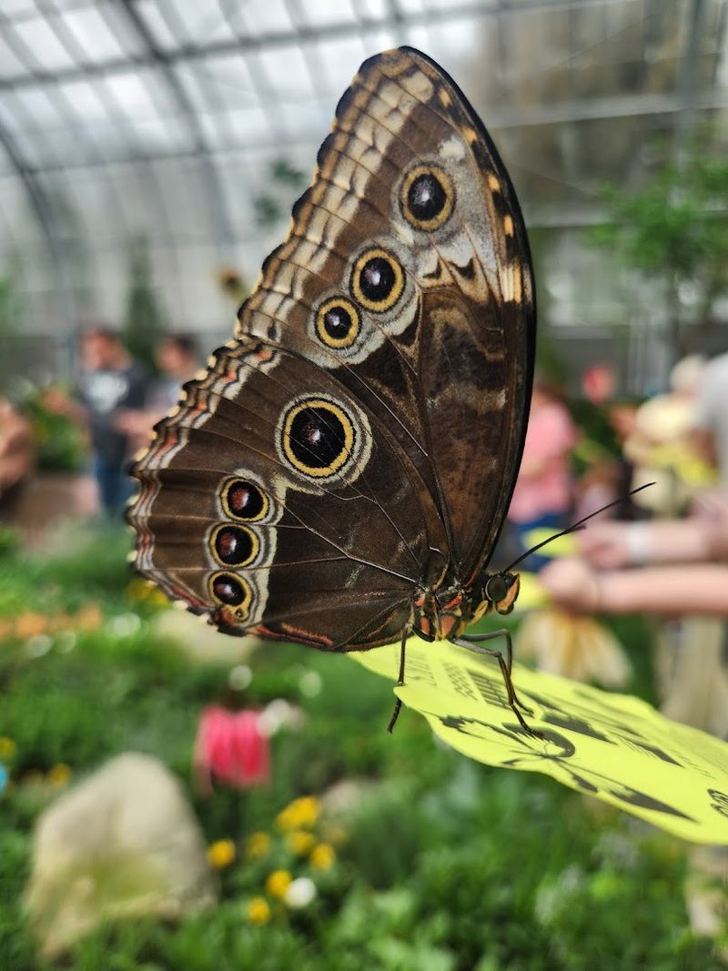 The Butterfly Show That Makes People Speechless The Butterfly Show That Makes People Speechless