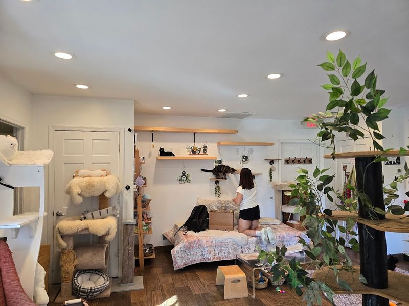The Cat Lounge Experience Itself The Cat Lounge Experience Itself