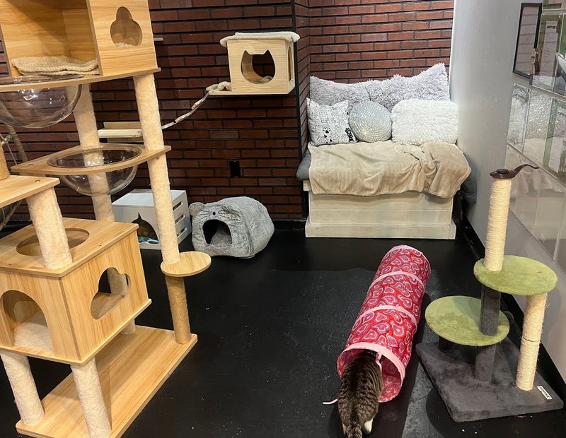 The Cat Lounge Experience and How It Works