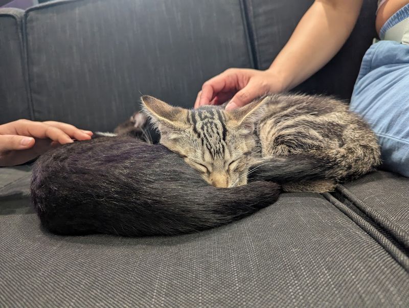 The Cats Themselves Are the Main Event