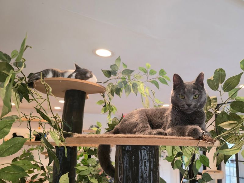 The Cats Themselves Are the Real Stars The Cats Themselves Are the Real Stars
