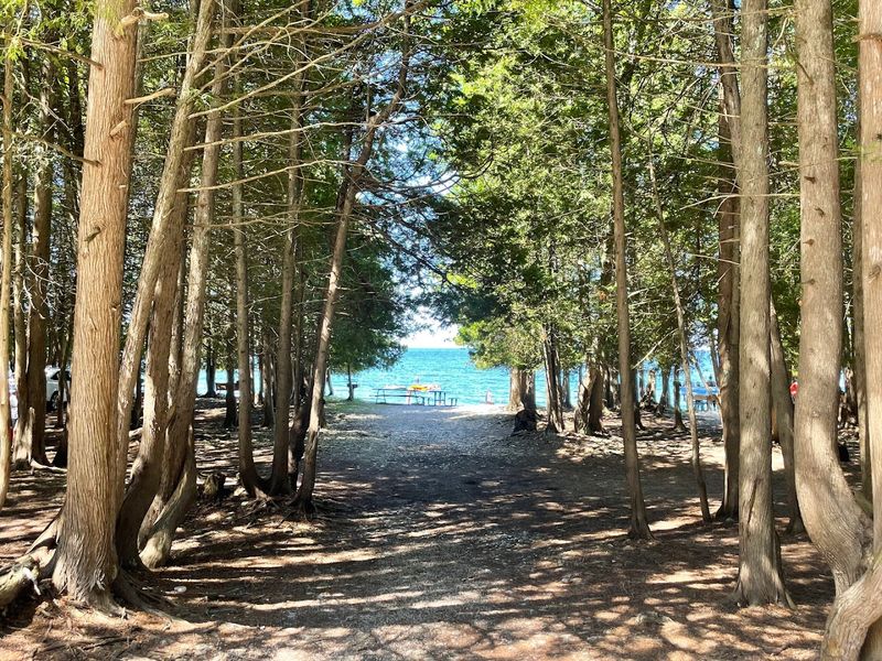 The Cedar Forest That Frames the Shoreline The Cedar Forest That Frames the Shoreline