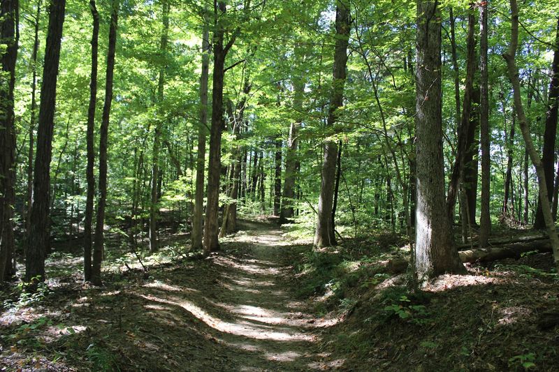 The Charles C. Deam Wilderness: Indiana's Only Federal Wilderness The Charles C. Deam Wilderness: Indiana's Only Federal Wilderness