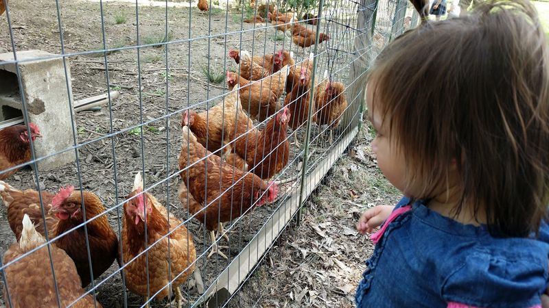 The Chicken Coop That Surprises Every First-Timer