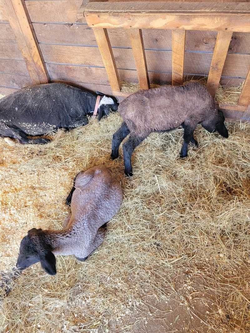 The Children's Farm at The Center — Palos Park, Illinois