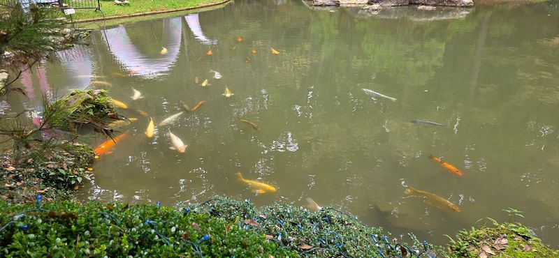 The Chipmunk Cafe, Koi Pond, and Other Practical Visitor Details
