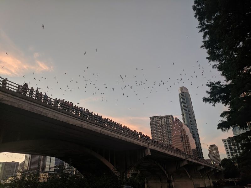 The Congress Avenue Bridge and Its Famous Residents The Congress Avenue Bridge and Its Famous Residents
