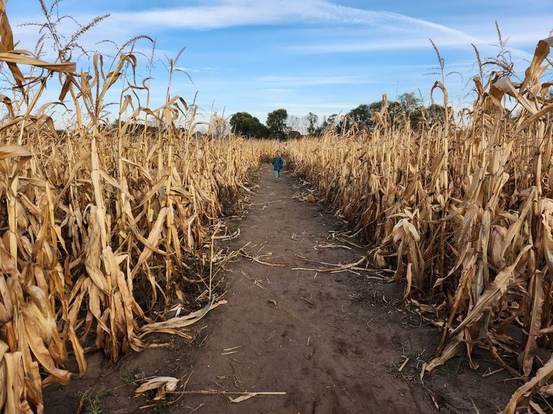 The Corn Maze That Will Actually Get You Lost