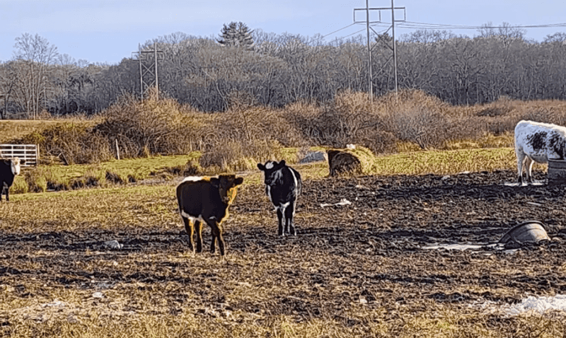The Cows Across the Street: A View Worth Noticing