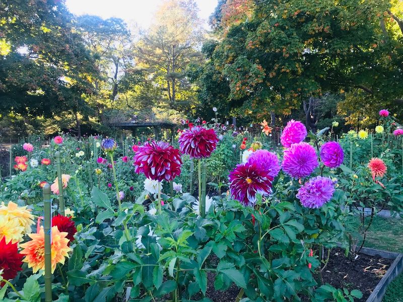 The Dahlia Garden Steals the Show Every Fall