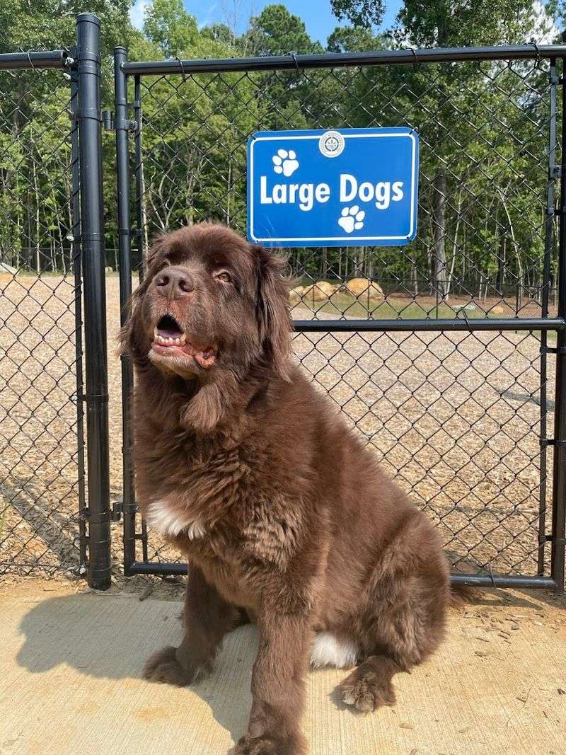 The Dog Park: A Dedicated Off-Leash Zone for Four-Legged Family Members