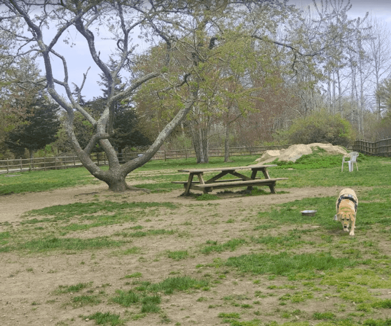 The Dog Park: A Dedicated Space for Four-Legged Visitors