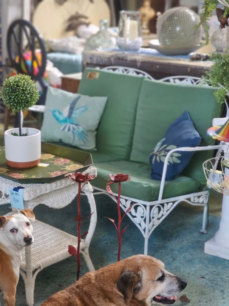 The Dogs That Greet You at the Door The Dogs That Greet You at the Door