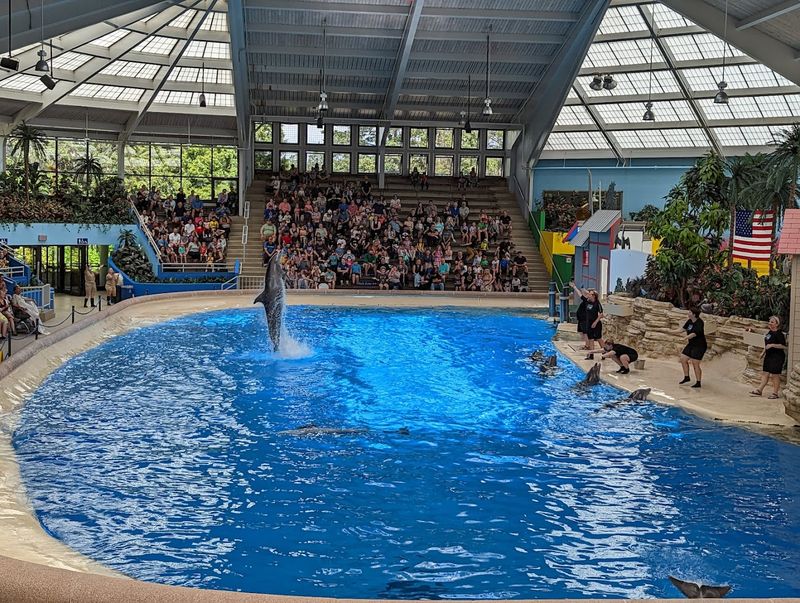 The Dolphin Show: Education Meets Entertainment The Dolphin Show: Education Meets Entertainment