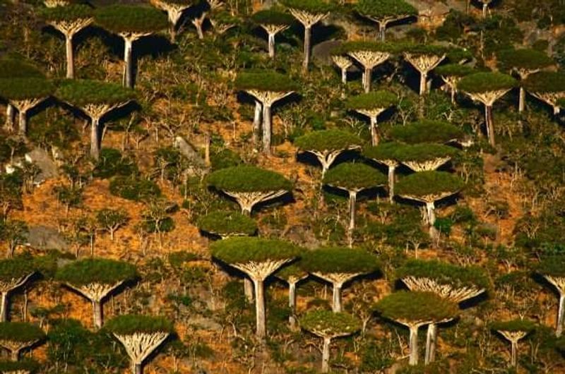 The Dragon Blood Tree: Socotra's Most Famous Resident The Dragon Blood Tree: Socotra's Most Famous Resident