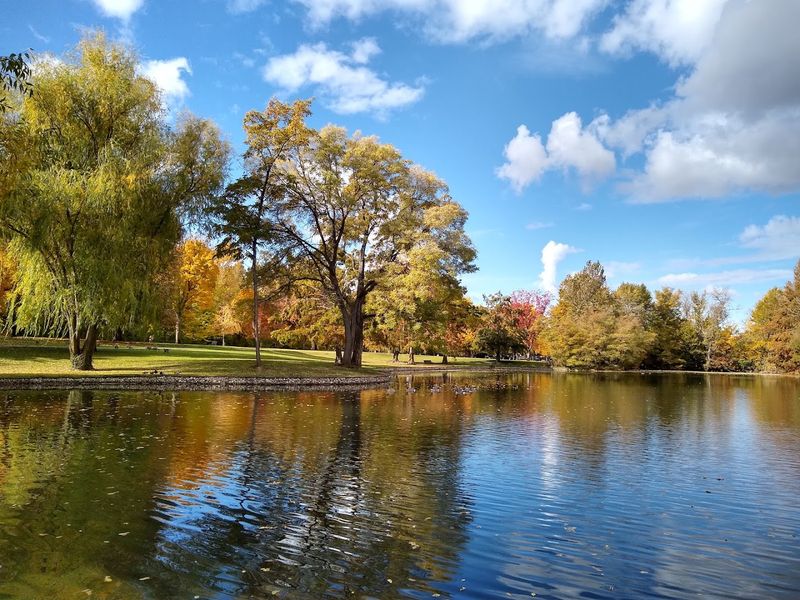 The Duck Pond, Paddle Boats, and the Simple Joy of Doing Nothing The Duck Pond, Paddle Boats, and the Simple Joy of Doing Nothing