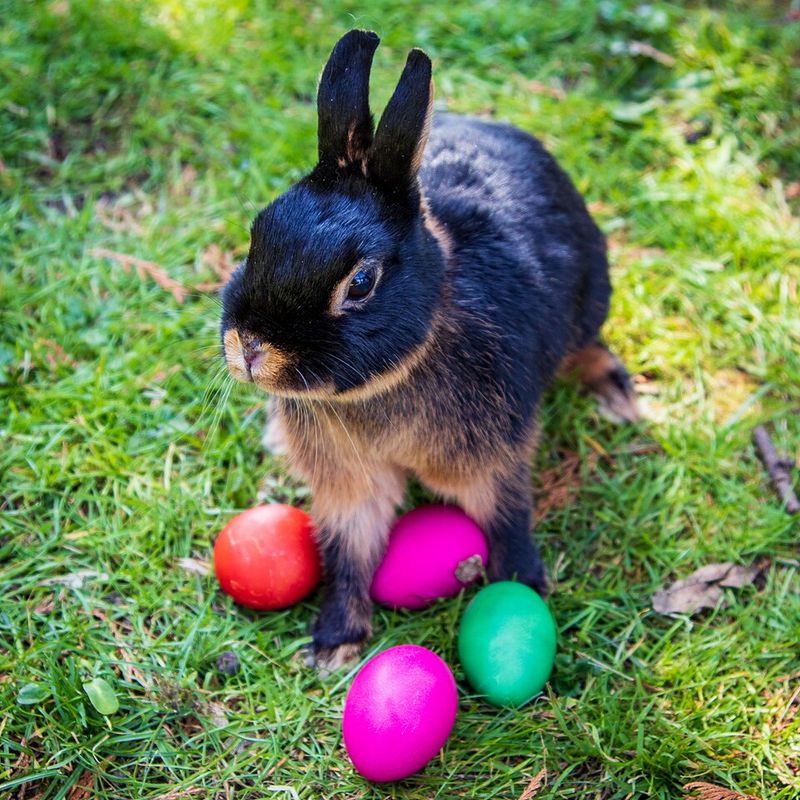 The Easter Bunny