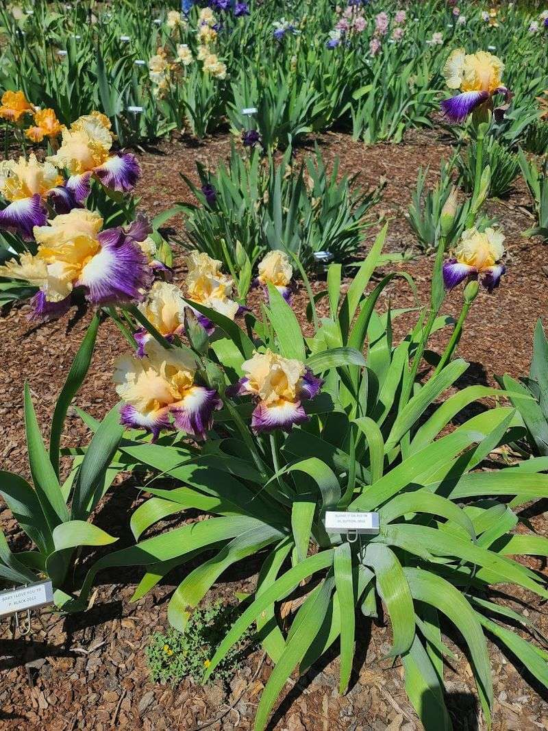 The Famous Iris Garden in Full Spring Bloom The Famous Iris Garden in Full Spring Bloom