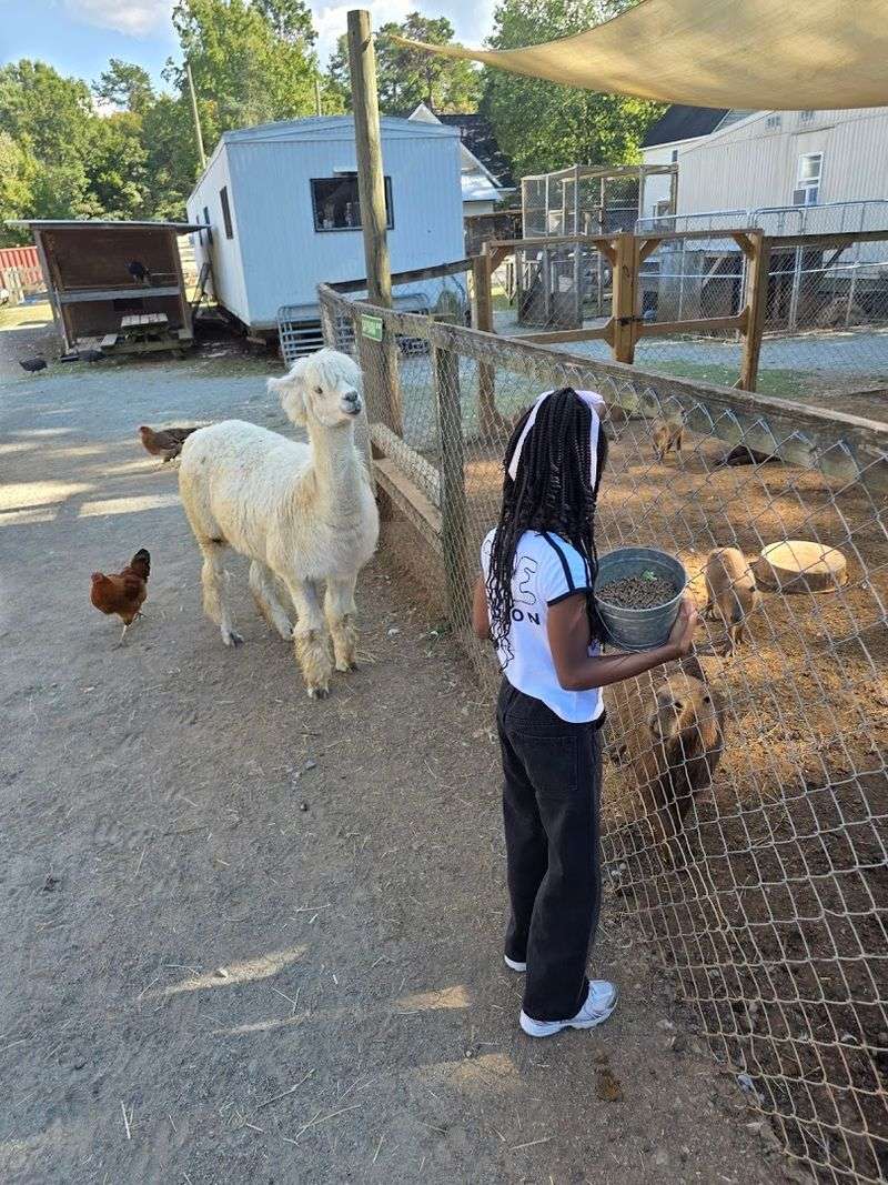 The Farm Animal Side of the Property