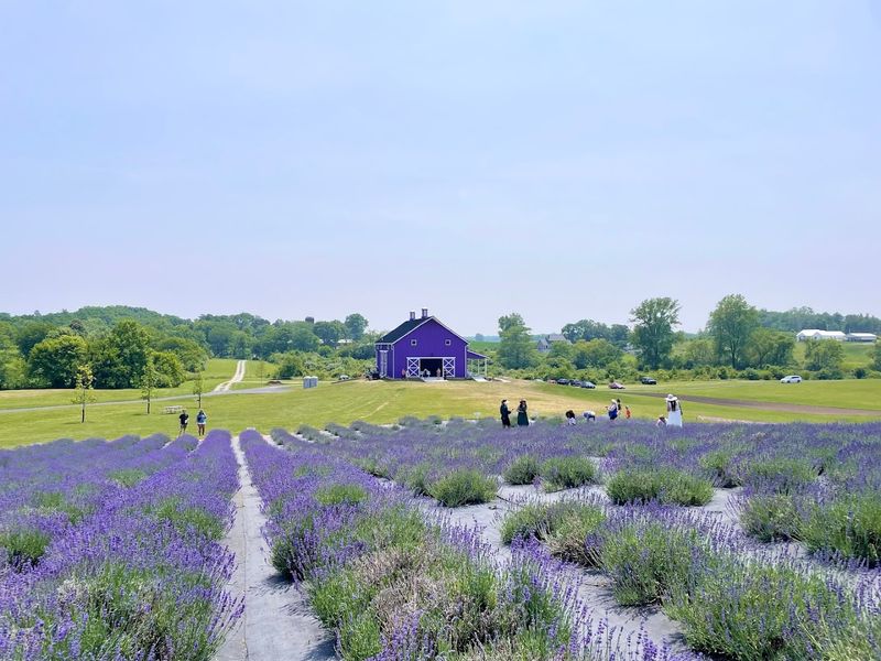 The Farm That Turns an Ohio Summer Purple The Farm That Turns an Ohio Summer Purple