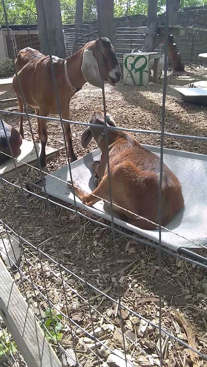 The Farm at Awbury: Goats, Chickens, and Urban Agriculture The Farm at Awbury: Goats, Chickens, and Urban Agriculture