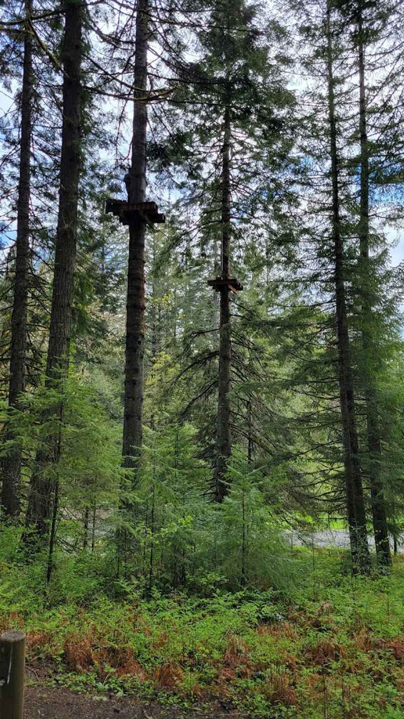 The Forest Setting That Changes Everything The Forest Setting That Changes Everything