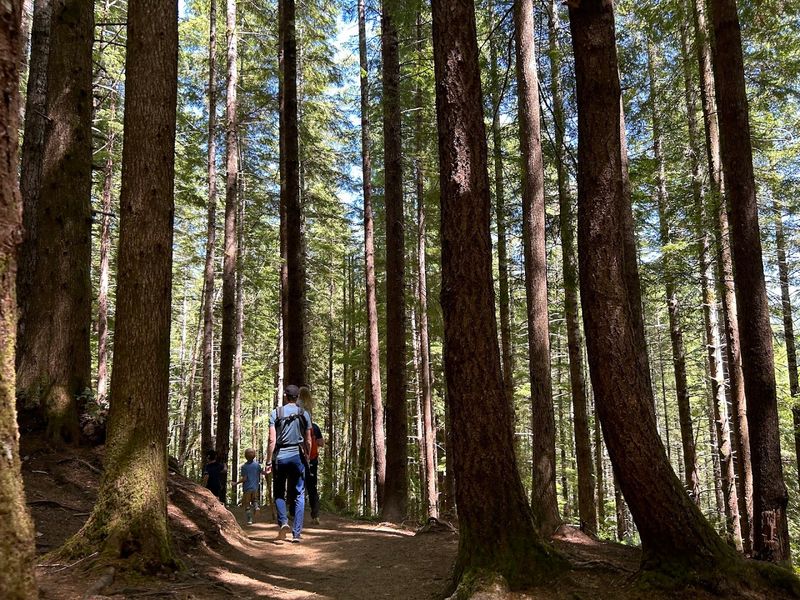 The Forest Trail and What the Hike Actually Feels Like The Forest Trail and What the Hike Actually Feels Like
