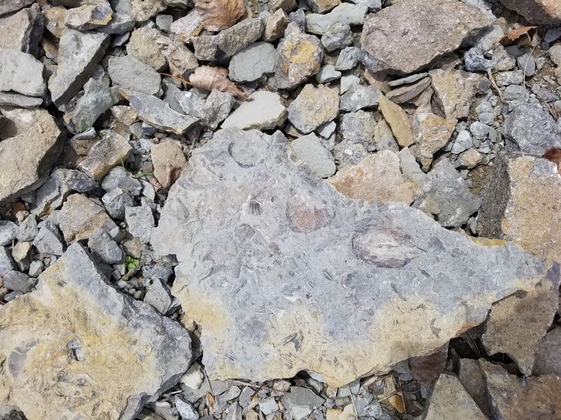 The Fossils You Are Most Likely to Find The Fossils You Are Most Likely to Find