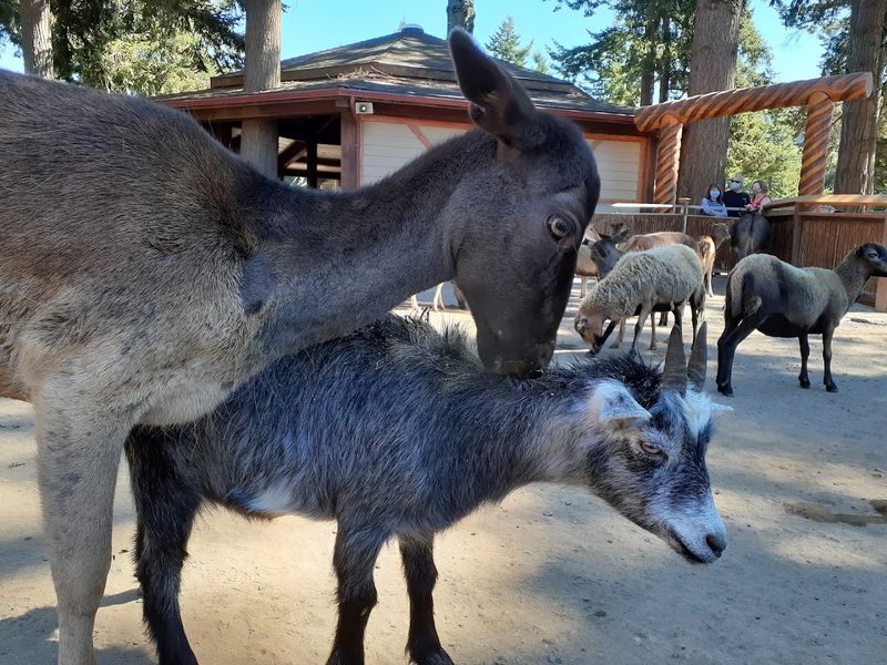 The Free-Roaming Animals That Will Absolutely Follow You Around The Free-Roaming Animals That Will Absolutely Follow You Around