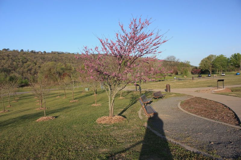 The Garden of Trees and Native Plantings The Garden of Trees and Native Plantings