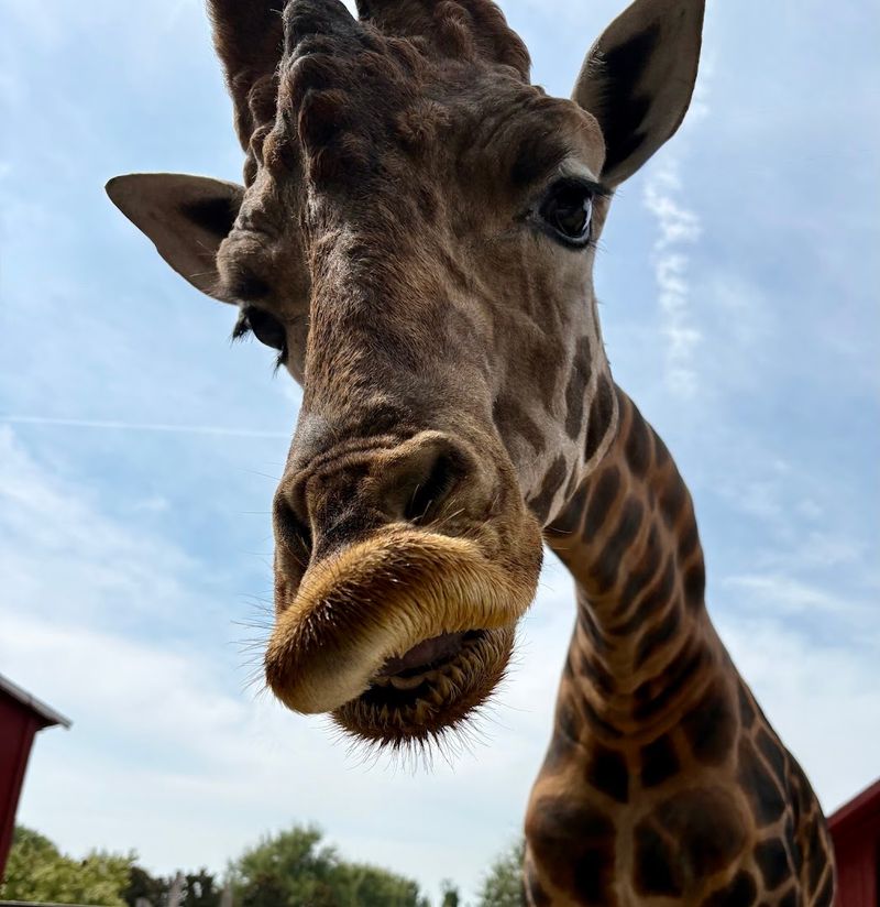 The Giraffes: Worth Saving Your Buckets For The Giraffes: Worth Saving Your Buckets For