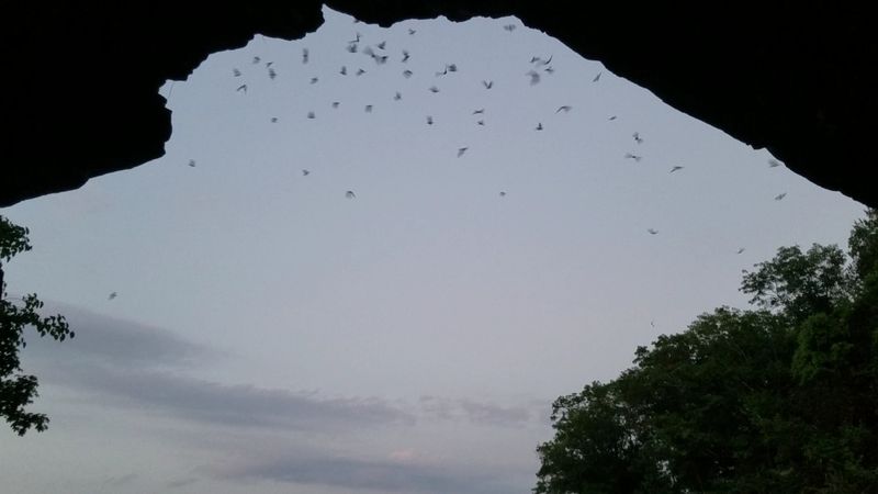 The Gray Bat Colony That Makes This Place Famous
