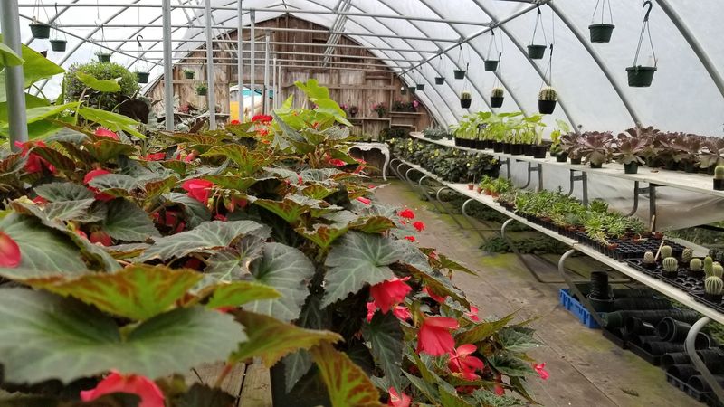The Greenhouse and Garden Center The Greenhouse and Garden Center