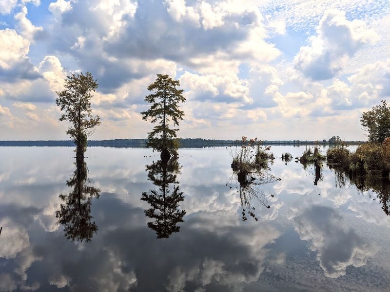 The Haunting Beauty of Lake Drummond The Haunting Beauty of Lake Drummond