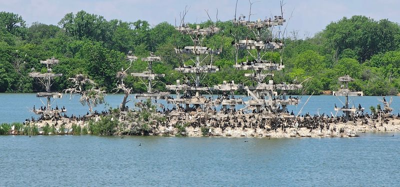 The Heron Rookery That Started It All The Heron Rookery That Started It All