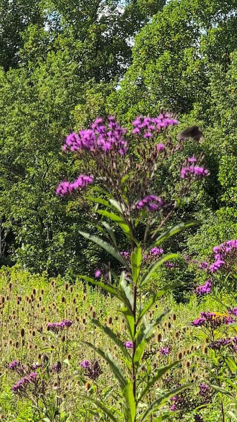 The Hillside Pollinator Garden and the Buzz You Can Actually Hear The Hillside Pollinator Garden and the Buzz You Can Actually Hear
