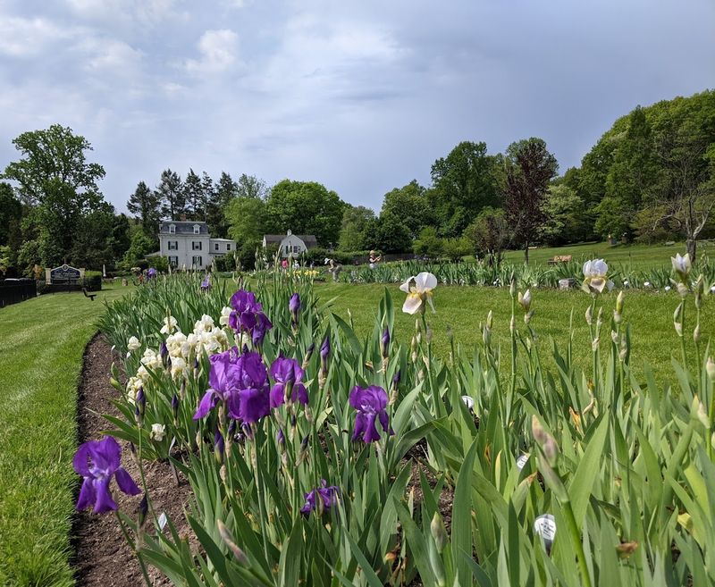 The History Behind the Blooms The History Behind the Blooms