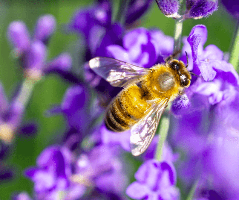 The Honey Connection: Bees at Work on the Farm