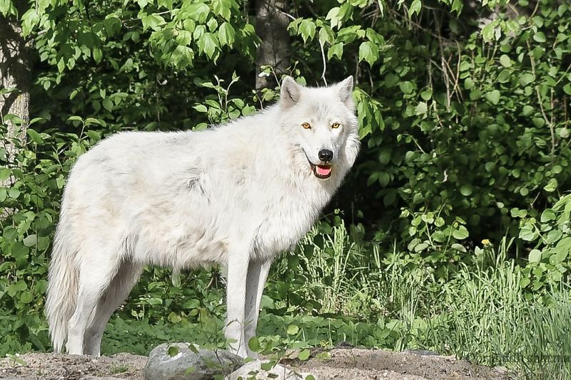 The International Wolf Center