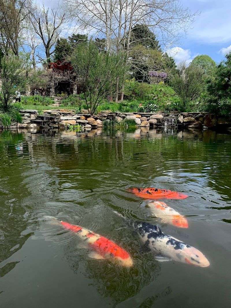 The Koi Pond and Water Features Worth Seeking Out