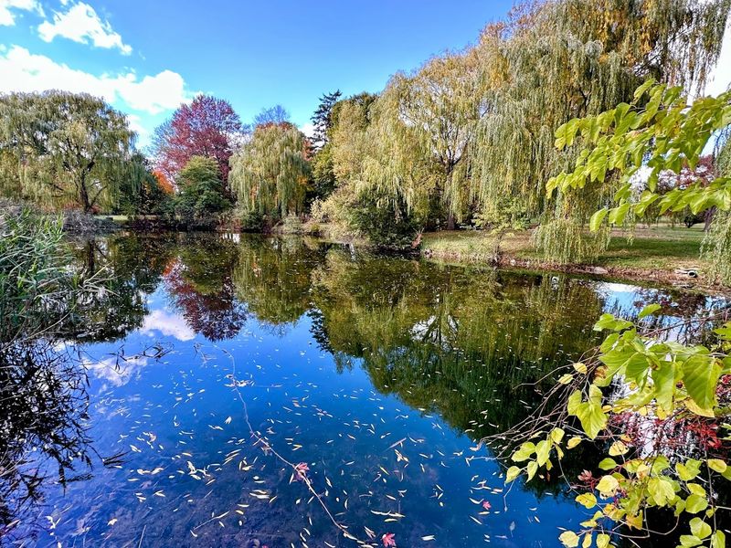 The Koi Pond and Water Features