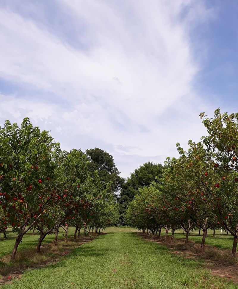 The Lay of the Land: What the Orchard Looks Like