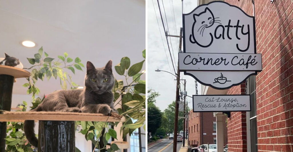 The Leesburg Gem Where Great Coffee Helps Rescue Cats Find Homes