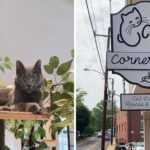 The Leesburg Gem Where Great Coffee Helps Rescue Cats Find Homes