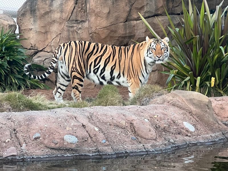 The Legend of Mike the Tiger The Legend of Mike the Tiger