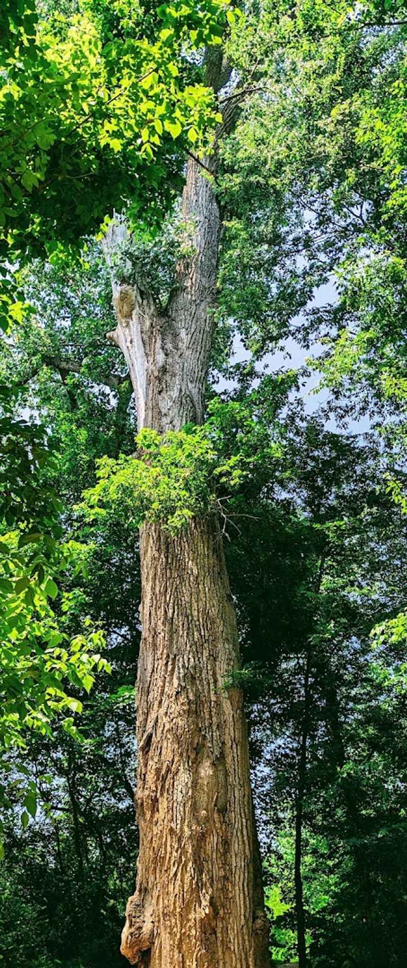 The Legendary Cottonwood Tree The Legendary Cottonwood Tree